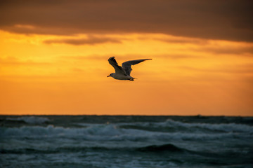 Fototapeta na wymiar seagull with sunrise in the background