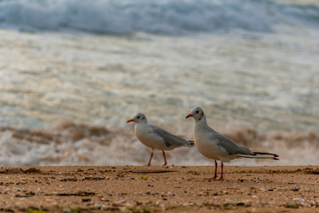 Seagulls on Beach