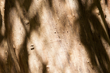 the silhouette shadow on the old bark tree