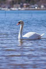 ハクチョウ（白鳥）