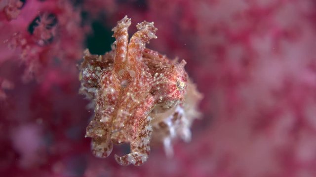 Pygmy cuttlefish (Sepia bandensis) hiding in soft coral