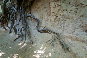 The roots gorge created by erosion near Kazimierz Dolny in Poland.  A lot of exposed roots created by big trees in all different shapes. 