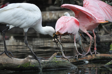 Greater Flamingo bird animal