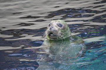 Fototapeta premium Otary mammal animal
