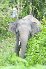 Fototapeta premium elephant in the forest