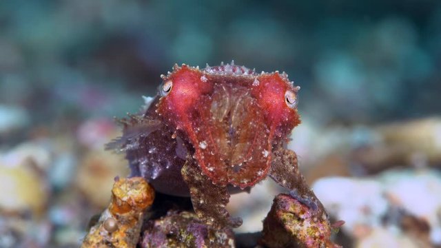 Pygmy cuttlefish (Sepia bandensis) resting on sand changing color