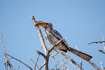Namibia - Südlicher Gelbschnabeltoko im Etoscha Nationalpark 