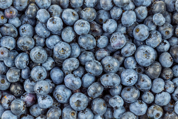 Background covered with fresh ripe blueberries.