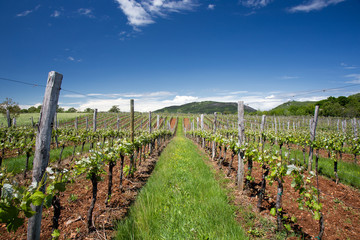 Vineyard Landscape in Spring