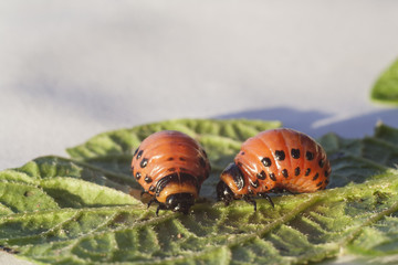 maggot Colorado beetle