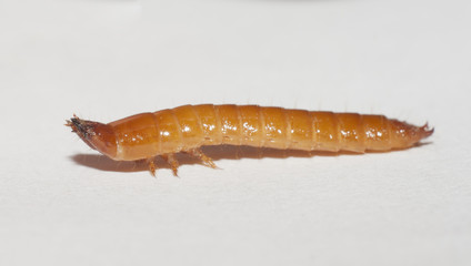 large wireworm
