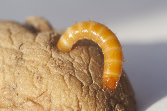 wireworm in potato