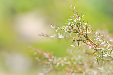 Melaleuca bracteata or weeping willow
