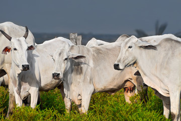 Nelore cattle