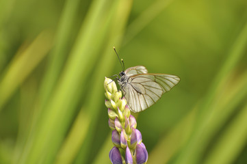 Бабочка сидит на красивом цветке, насекомые, макро, цветок, природа, люпин 