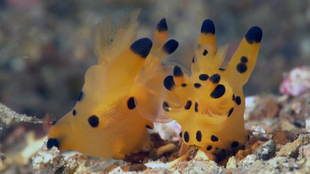 Pikachu - Thecacera sp. 2 nudibranch mating in sand