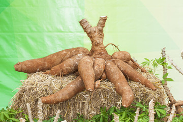 Fototapeta premium Cassava on the floor