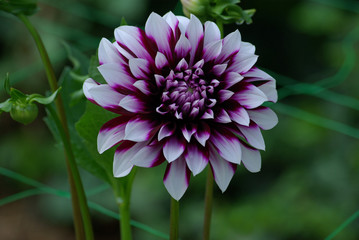 Obraz premium Dahlia violet et blanc au crépuscule en été, parc floral Paris