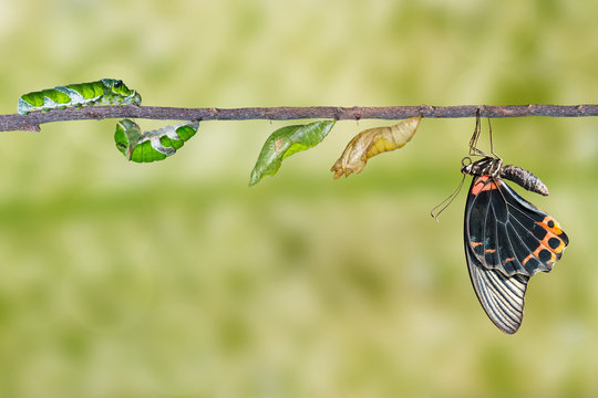 Life cycle of male great mormon butterfly from caterpillar