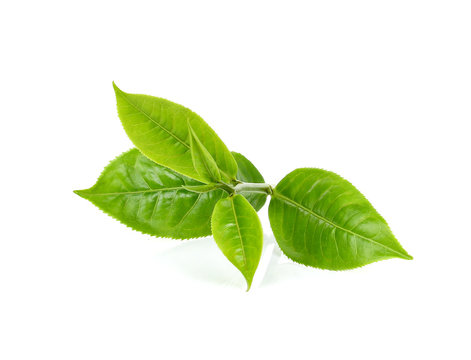 green tea leaf isolated on white
