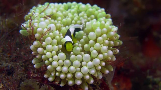 Tiny anemonefish resting in anemone