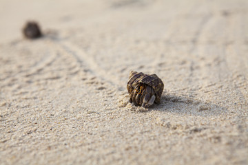 Sand Scene Exotic Creature