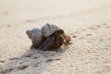 Sand Scene Exotic Creature
