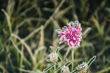 background from a flower covered with hoarfrost
