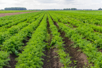 Fototapeta na wymiar Large field with carrot plants at a vegetable farm