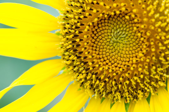 sunflower Close-Up