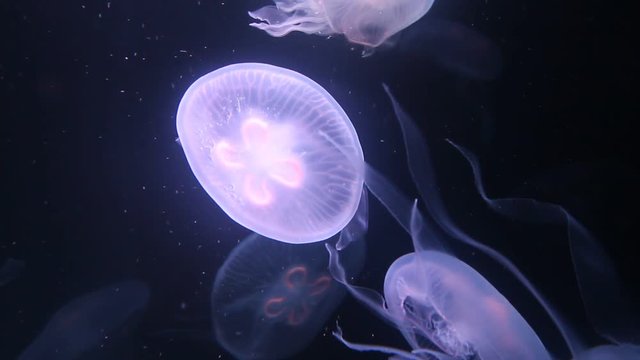 Jellyfish swimming deep into the sea
