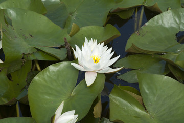 lotus flower on the water