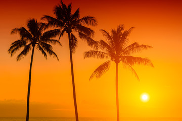 Plakat Tropical island sunset with silhouette of palm trees, hot summer day vacation background, golden sky with sun setting over horizon