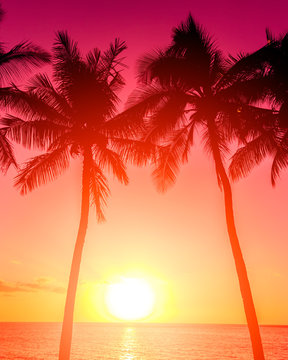 Fototapeta Tropical island sunset with silhouette of palm trees, hot summer day vacation background, golden sky with sun setting over horizon