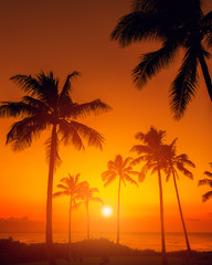 Golden sky with palm trees tropical sunset