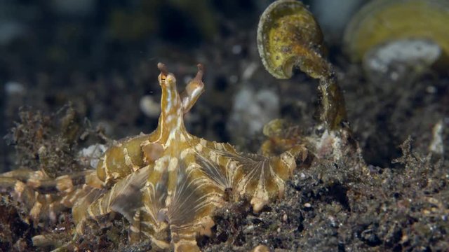 Wunderpus octopus (Wunderpus photogenicus) moving over sand