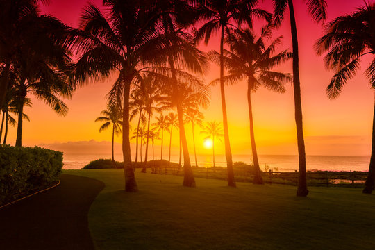 Fototapeta Golden sky with palm trees tropical sunset