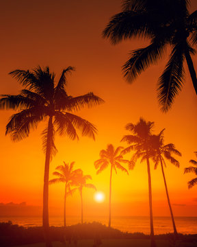 Fototapeta Golden sky with palm trees tropical sunset