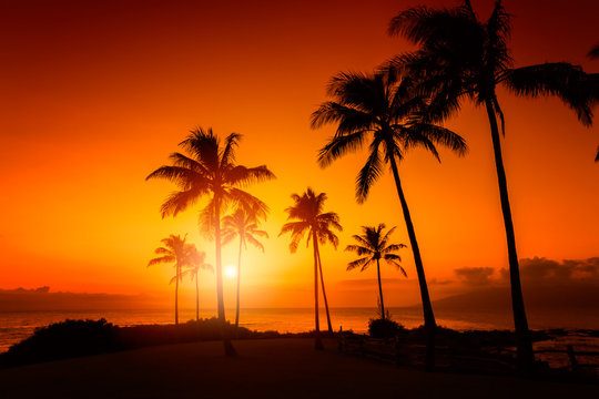 Fototapeta Golden sky with palm trees tropical sunset