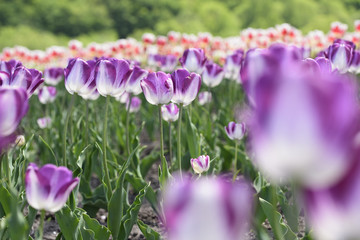 Obraz premium 北海道 チューリップ 