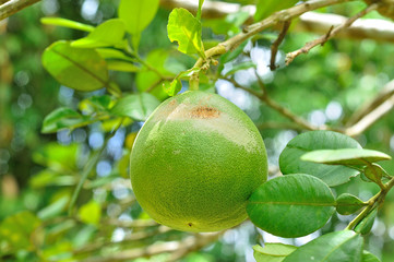 Closeup of Pomelo fruit on tree in garden, Citrus maxima