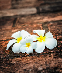 Obraz na płótnie Canvas Frangipani (plumeria) flowers