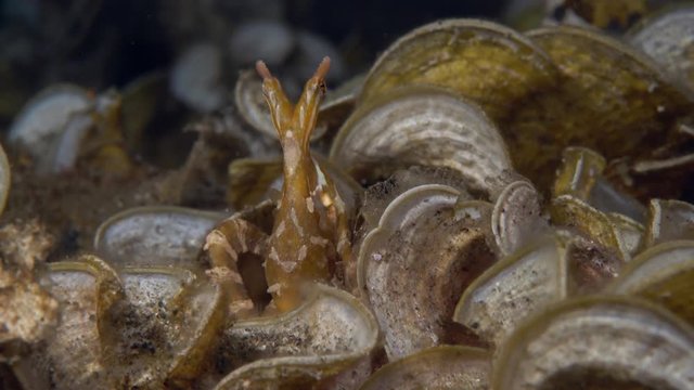 Wunderpus octopus (Wunderpus photogenicus) resting in algae