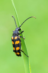 Longhorn beetle, Leptura quadrifasciata
