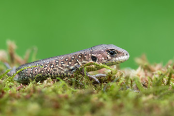 Sand lizard - Lacerta agilis