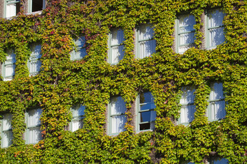 Windows Covered With Vines