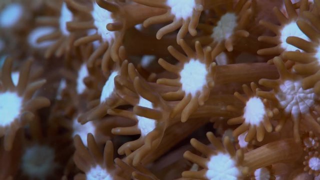 Xenia coral pulsating and feeding
