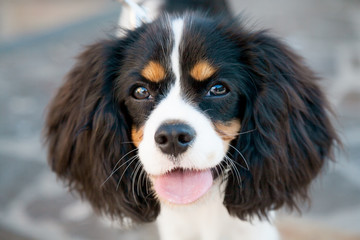 Portrait of a dog Cocker Spaniel