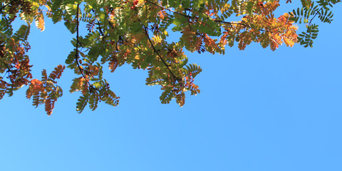 Rowan leaves