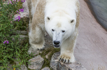 Obraz na płótnie Canvas Female Polar Bear in Ranua Zoo in FInnish Lapland